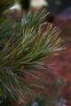 Pinus cembra IMG_8870 Sosna limba